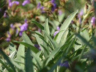 Spanischer Salbei, Salvia lavandulifolia