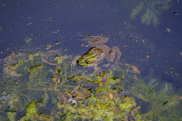 Portrait of a frog in the lake 2