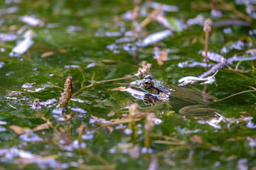 Portrait of a toad in the lake side view 1