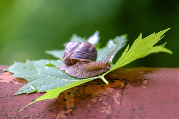 Big snail on a maple leaf close-up 2