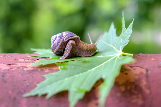 Big snail on a maple leaf close-up 1