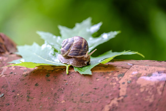 Big snail on a maple leaf close-up 3