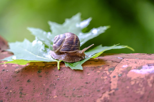 Big snail on a maple leaf close-up 4