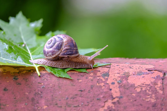 Big snail on a maple leaf close-up 5