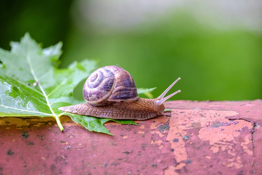Big snail on a maple leaf close-up 6