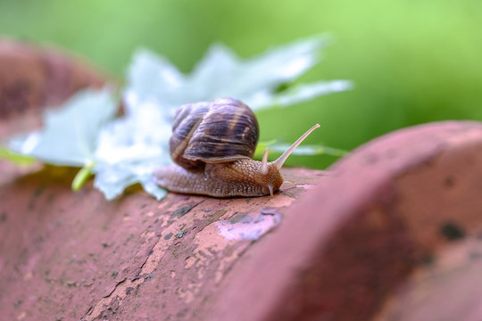 Big snail on a maple leaf close-up 7