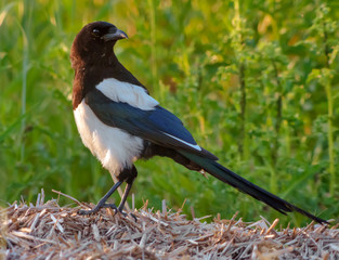 Eurasian magpie stands on hay in the grass field