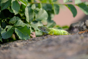 Portrait of a green lizard in the rocks 2