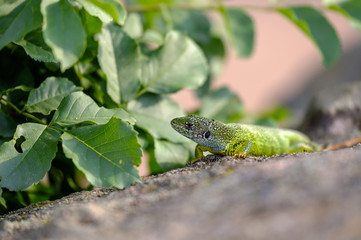 Portrait of a green lizard in the rocks 3