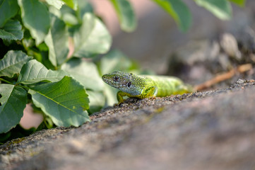 Portrait of a green lizard in the rocks 4