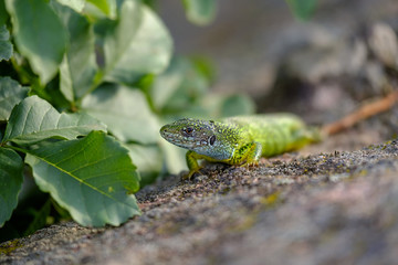 Portrait of a green lizard in the rocks 6