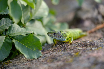 Portrait of a green lizard in the rocks 7