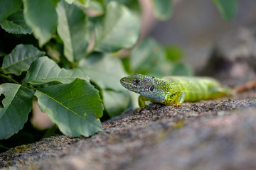 Portrait of a green lizard in the rocks 8