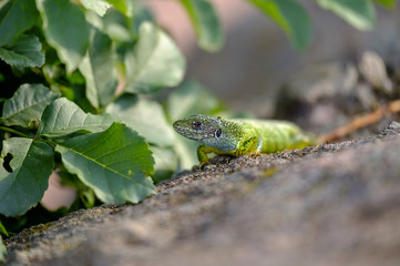 Portrait of a green lizard in the rocks 5