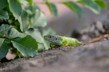 Portrait of a green lizard in the rocks 10