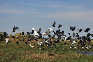 Fototapeta na wymiar Flock of Birds