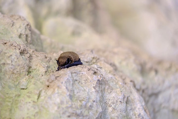 Sleeping bat in a cave