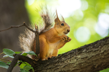 The squirrel sitting in the branch of a tree in the park on the warm sunny summer day. The squirrel is eating a nut holing it between his paws on the background of green leaves