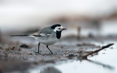 White Wagtail walks on muddy and slobby ground near a river shore