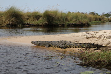 Crocodile on River Bank