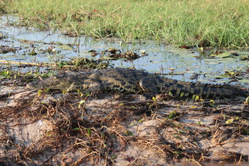 Crocodile on River