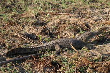 Crocodile lying down