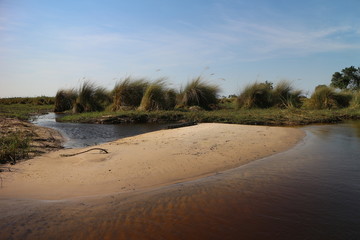 Crocodile on the River Bank