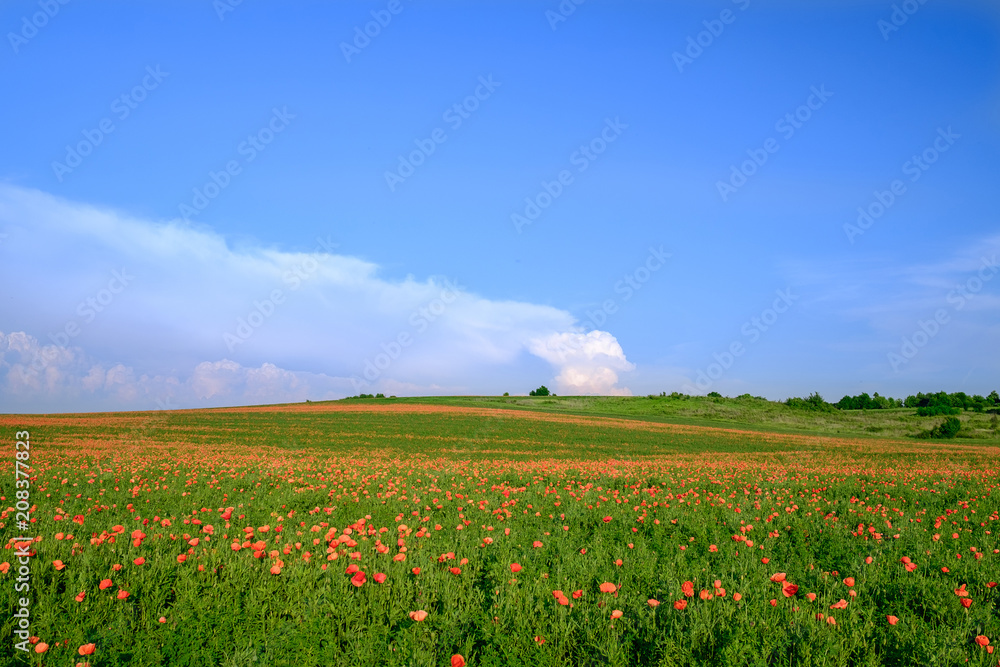 Wall mural the endless poppy fields with the blue sky background 2