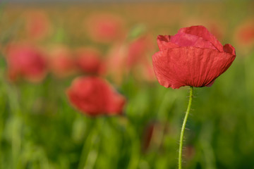 Blossoming poppy close-up surrounded by other poppies 4