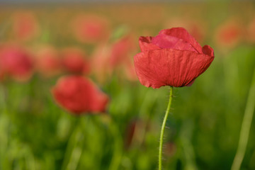 Fototapeta na wymiar Blossoming poppy close-up surrounded by other poppies 3