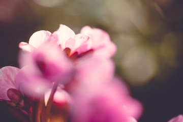 macro flowers background