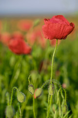 Blossoming poppy close-up surrounded by other poppies 5