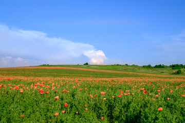 The endless poppy fields with the blue sky background 1