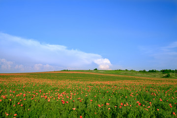 The endless poppy fields with the blue sky background 2