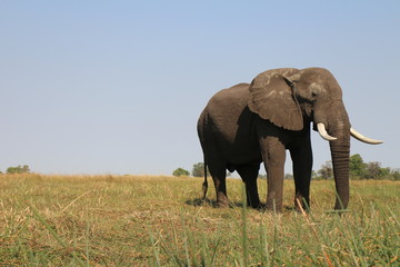 Obraz premium Elephant Majestic Animal