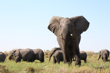 Elephant Pride