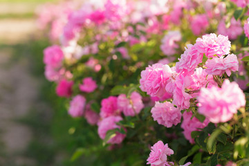 pink rose bush closeup on field background