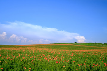 Fototapeta na wymiar The endless poppy fields with the blue sky background 3