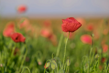 Amazing beautiful poppies blooming in the field 1