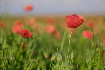 Amazing beautiful poppies blooming in the field 2