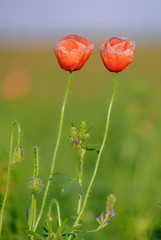 Two poppies growing on a poppy field with a green blurry background 2