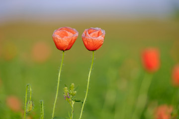 Obraz premium Two poppies growing on a poppy field with a green blurry background 1
