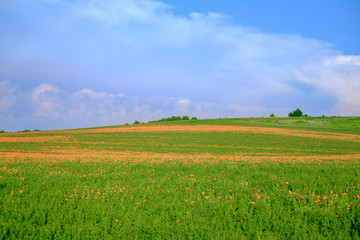 Fototapeta na wymiar The endless poppy field in the background of a cloudy sky