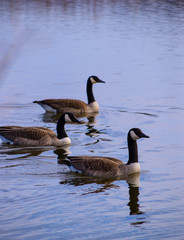 Three Canadian Geese On Water