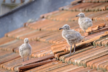 Naklejka premium Small chicks of an urban gull on a tiled roof 4
