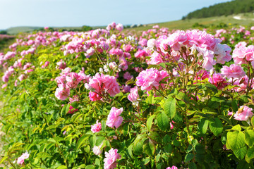 Field of roses