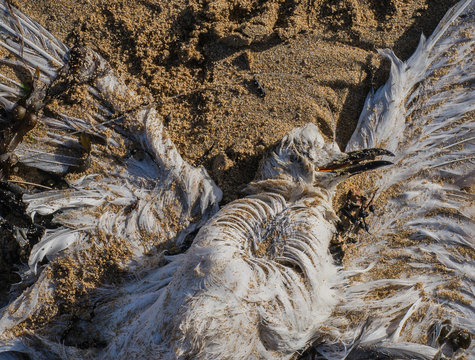 Tote Möwe an Angelschnur verendet - Dead gull dead on fishing line