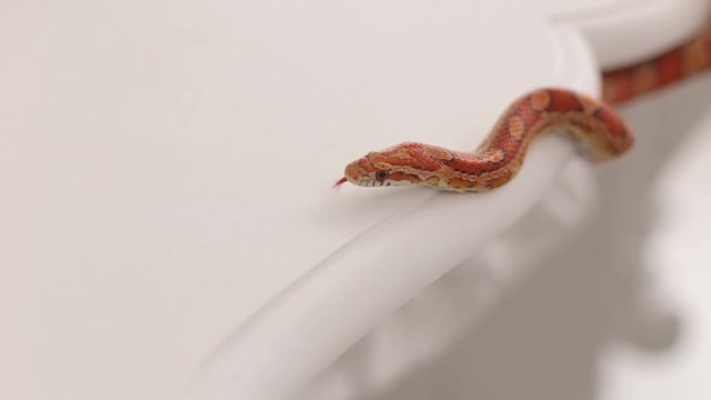 Colorful orange snake crawls on a white vintage table, close-up. Serpens. Reptiles. Snake.
