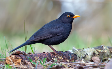 Fototapeta premium Common blackbird posing on old branch at the forest floor 