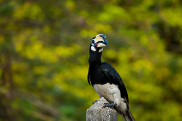Hornbill feeding on Pangkor island